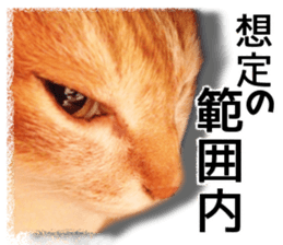 Cat of Roux. sticker #13782126