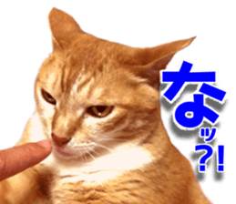 Cat of Roux. sticker #13782130