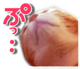 Cat of Roux. sticker #13782132