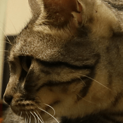 Instead tell the cat part7