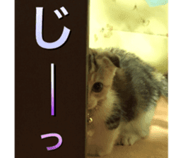 Calico cat MOMO2 sticker #13784926