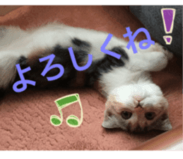 Calico cat MOMO2 sticker #13784929