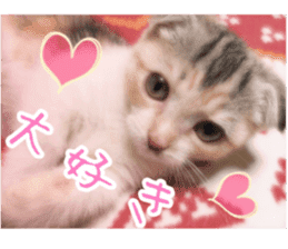 Calico cat MOMO2 sticker #13784930