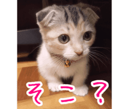 Calico cat MOMO2 sticker #13784931