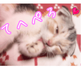 Calico cat MOMO2 sticker #13784932