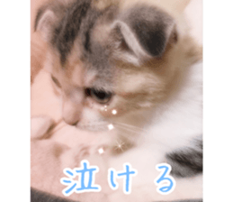 Calico cat MOMO2 sticker #13784933