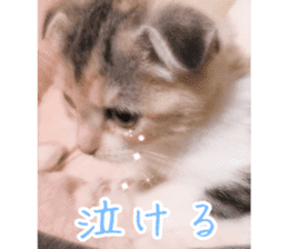 Calico cat MOMO2 sticker #13784933