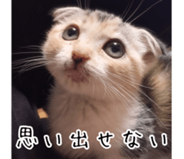 Calico cat MOMO2 sticker #13784934