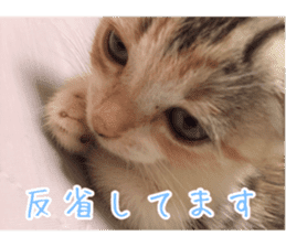 Calico cat MOMO2 sticker #13784935
