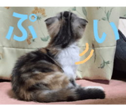 Calico cat MOMO2 sticker #13784939