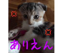 Calico cat MOMO2 sticker #13784940