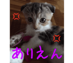 Calico cat MOMO2 sticker #13784940