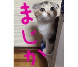 Calico cat MOMO2 sticker #13784941