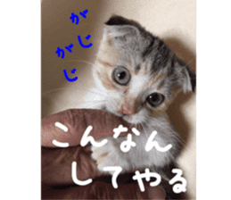 Calico cat MOMO2 sticker #13784942