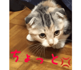 Calico cat MOMO2 sticker #13784944