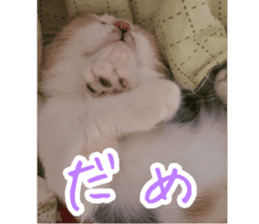 Calico cat MOMO2 sticker #13784945