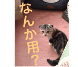 Calico cat MOMO2 sticker #13784946