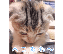 Calico cat MOMO2 sticker #13784947