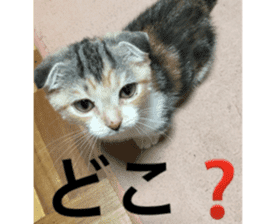 Calico cat MOMO2 sticker #13784948