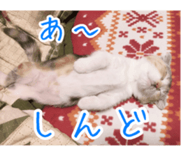 Calico cat MOMO2 sticker #13784949