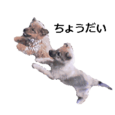 Mydogs sticker #13787351