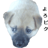 Mydogs sticker #13787352