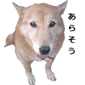 Mydogs sticker #13787353