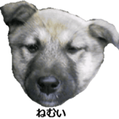 Mydogs sticker #13787354