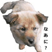 Mydogs sticker #13787355