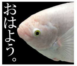 Huge tropical fish sticker #13788158