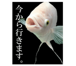 Huge tropical fish sticker #13788159