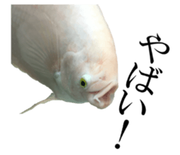 Huge tropical fish sticker #13788160