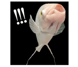 Huge tropical fish sticker #13788162