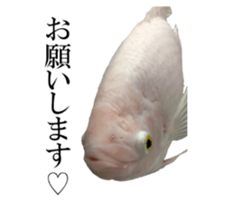 Huge tropical fish sticker #13788165