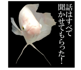 Huge tropical fish sticker #13788167