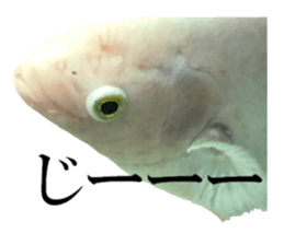 Huge tropical fish sticker #13788172