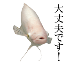 Huge tropical fish sticker #13788174