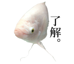 Huge tropical fish sticker #13788176