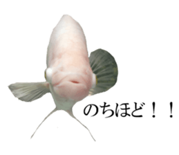 Huge tropical fish sticker #13788184