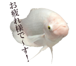 Huge tropical fish sticker #13788185