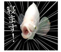 Huge tropical fish sticker #13788186