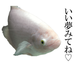 Huge tropical fish sticker #13788188