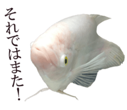 Huge tropical fish sticker #13788189