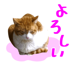 Bossy cat,POPO 2 sticker #13794727