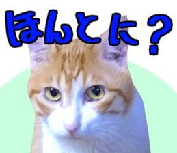 Bossy cat,POPO 2 sticker #13794729