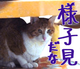 Bossy cat,POPO 2 sticker #13794733