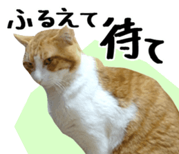 Bossy cat,POPO 2 sticker #13794734