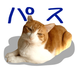 Bossy cat,POPO 2 sticker #13794736