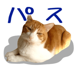 Bossy cat,POPO 2 sticker #13794736