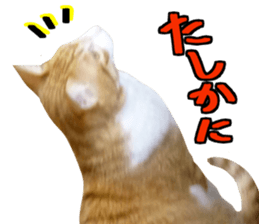 Bossy cat,POPO 2 sticker #13794739